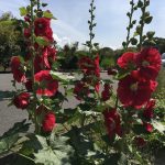 E9708EC3-1E19-49B3-AD66-971738A7FE9B